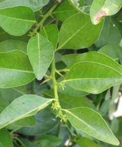 Yaki-Naran-Leaves Powder, Atalantia-Ceylanica-Leaf Powder