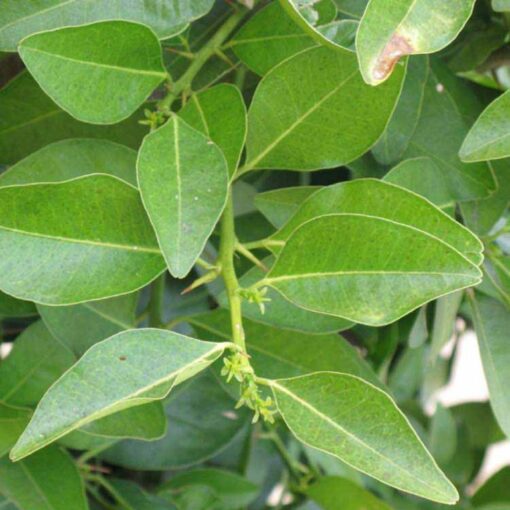 Yaki-Naran-Leaves Powder, Atalantia-Ceylanica-Leaf Powder