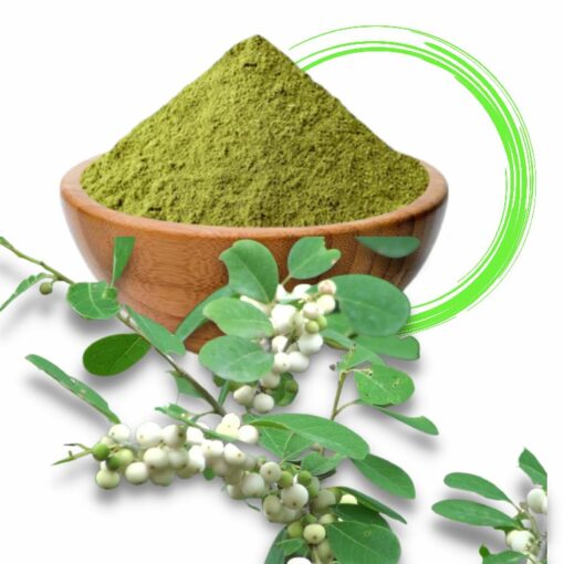 Flueggea Leucopyrus Powder