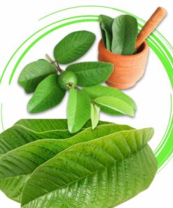 Organic Dried Whole Guava Leaves, Natural Guava Tea Leaves