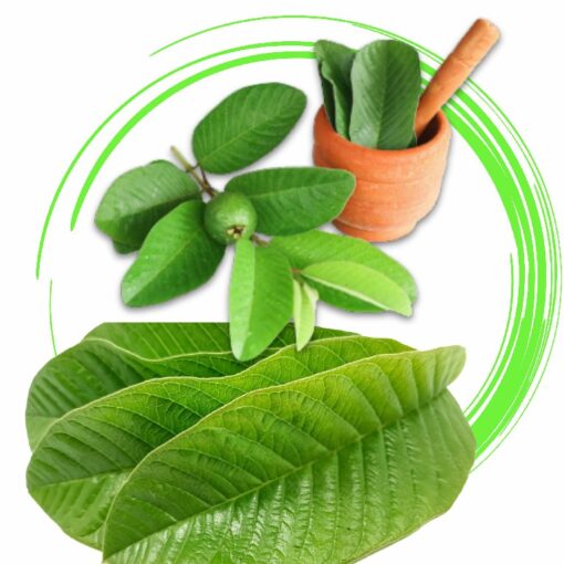 Organic Dried Whole Guava Leaves, Natural Guava Tea Leaves
