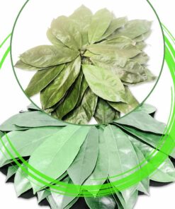 Air Drying Graviola Leaves/Soursop Leaves(guanabana)