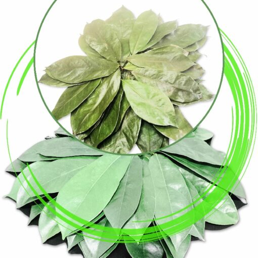 Air Drying Graviola Leaves/Soursop Leaves(guanabana)
